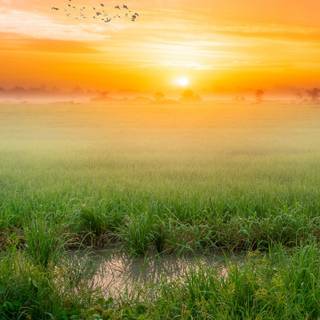 Scenary mobile wallpaper