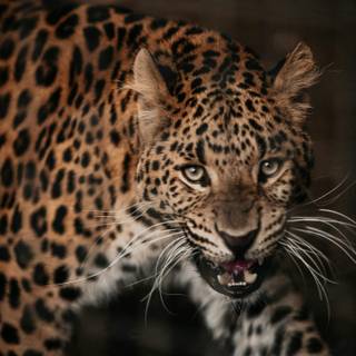 Leopard mobile wallpaper