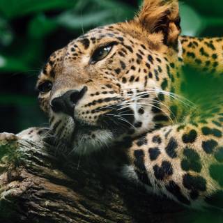 Leopard mobile wallpaper