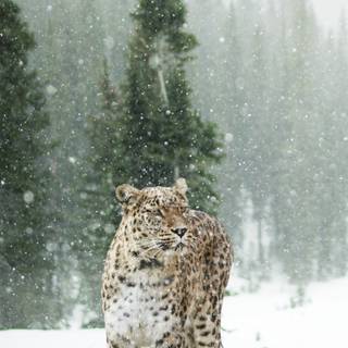 Leopard mobile wallpaper