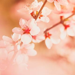 Cherry summer Macbook wallpaper