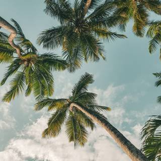 Summer aesthetic PFP wallpaper