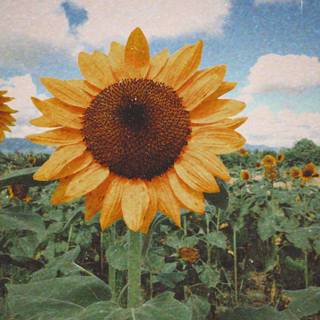 Summer aesthetic PFP wallpaper