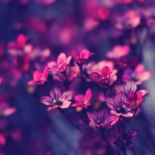 Dark spring desktop wallpaper