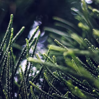 Dark spring desktop wallpaper