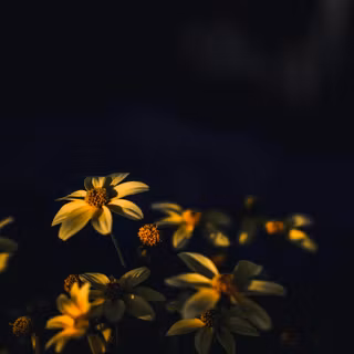 Dark spring desktop wallpaper
