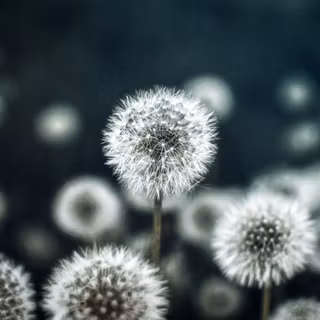 Dark spring desktop wallpaper