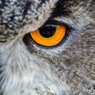 Owl eyes wallpaper