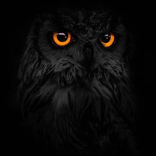 Owl eyes wallpaper