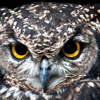 Owl eyes wallpaper