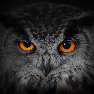 Owl eyes wallpaper