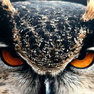 Owl eyes wallpaper