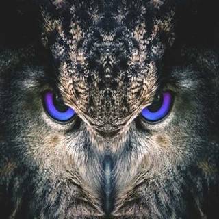 Owl eyes wallpaper