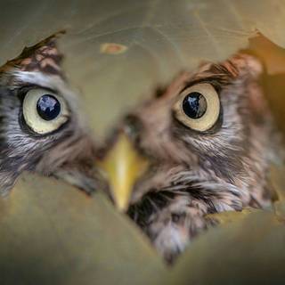 Owl eyes wallpaper