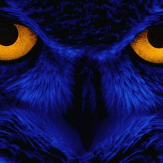 Owl eyes wallpaper