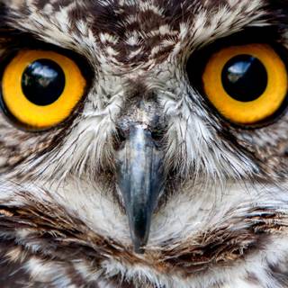 Owl eyes wallpaper