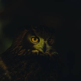 Owl eyes wallpaper