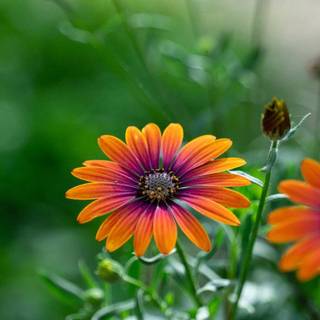 Redmi Note 10 wallpaper