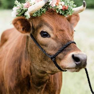 Cow flowers wallpaper