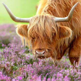 Cow flowers wallpaper