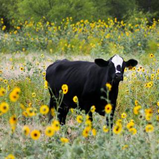 Cow flowers wallpaper