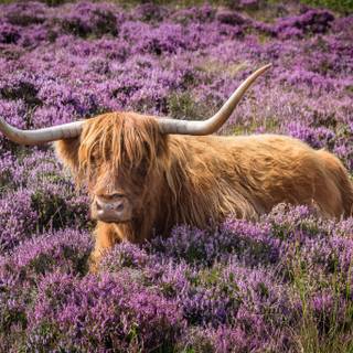 Cow flowers wallpaper