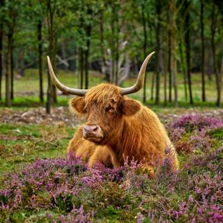 Cow flowers wallpaper