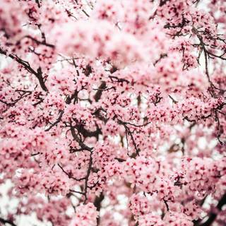 Portrait spring tree wallpaper