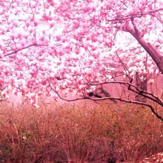 Portrait spring tree wallpaper