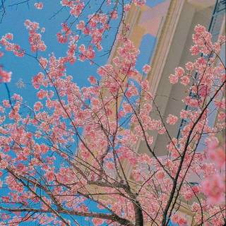 Portrait spring tree wallpaper