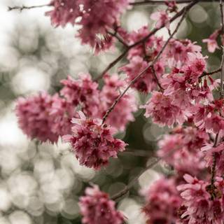 Portrait spring tree wallpaper