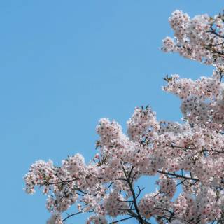 Portrait spring tree wallpaper