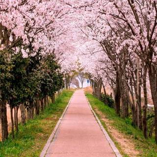 Portrait spring tree wallpaper