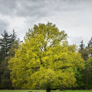 Portrait spring tree wallpaper