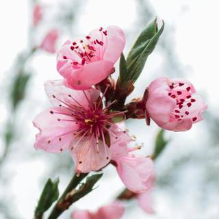 Portrait spring tree wallpaper