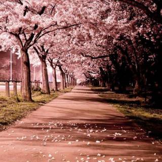 Portrait spring tree wallpaper