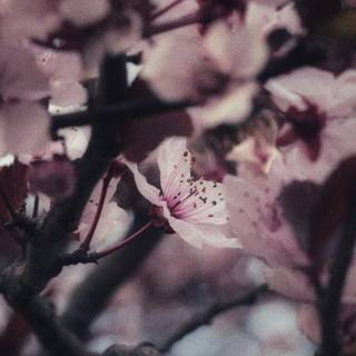 Portrait spring tree wallpaper