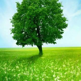 Portrait spring tree wallpaper