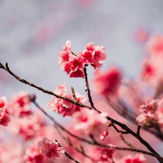 Pink and red spring wallpaper
