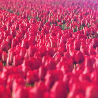 Pink and red spring wallpaper