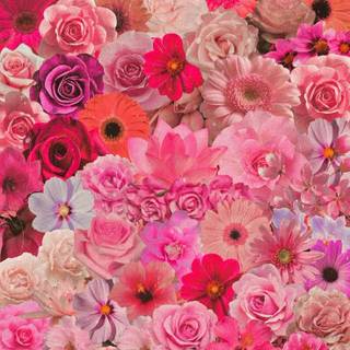 Pink and red spring wallpaper