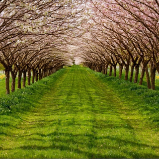 1600x900 spring garden wallpaper