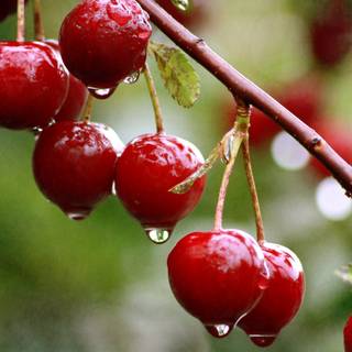 Summer cherries desktop wallpaper