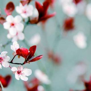 Pink and red spring wallpaper