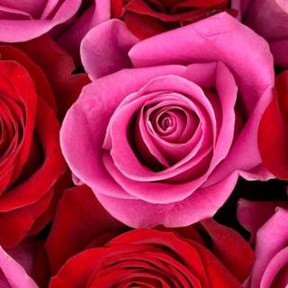 Pink and red spring wallpaper