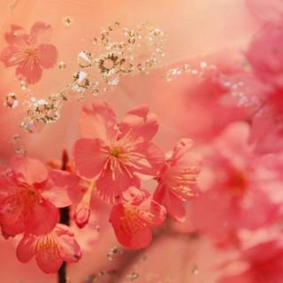 Pink and red spring wallpaper