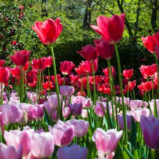 Pink and red spring wallpaper