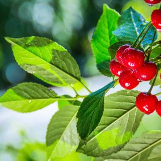 Summer cherries desktop wallpaper