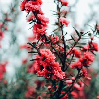 Pink and red spring wallpaper