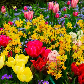 1600x900 spring garden wallpaper